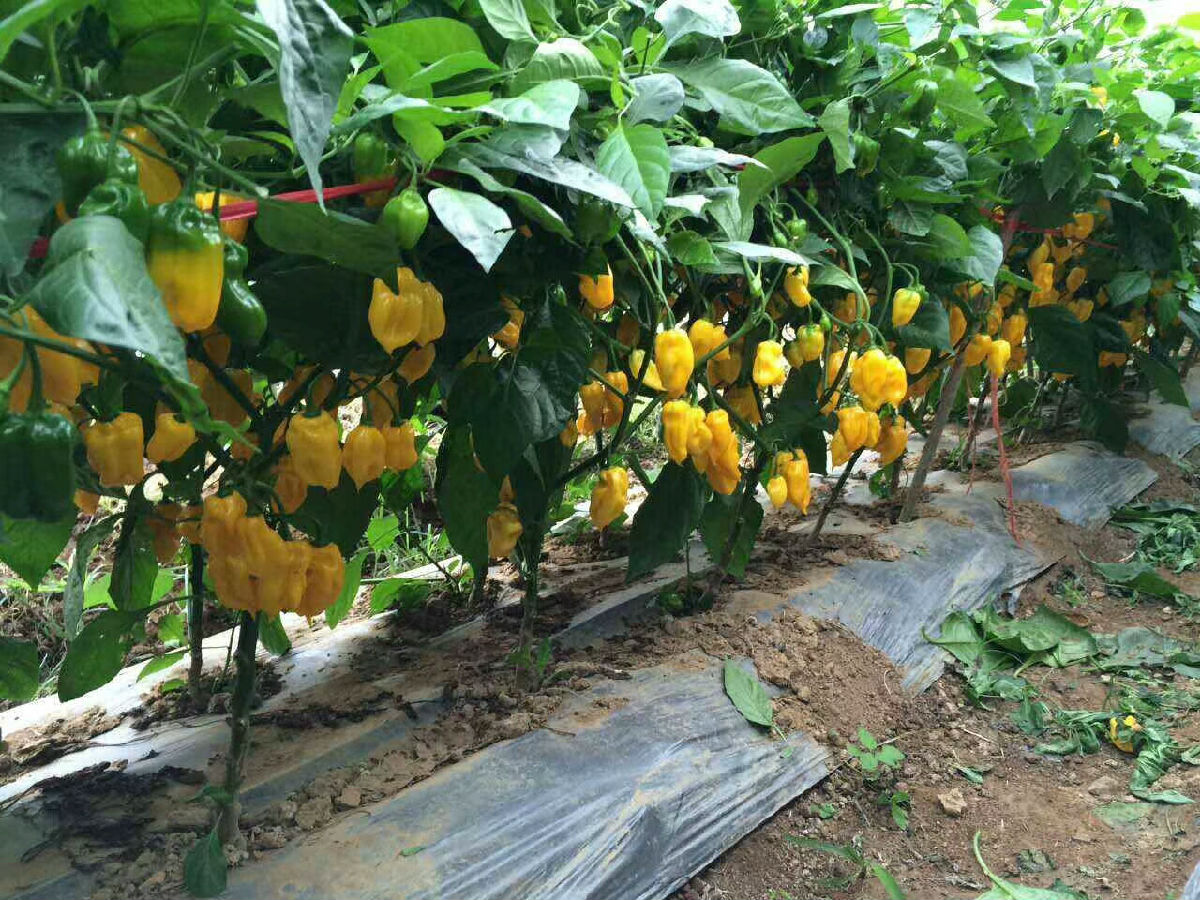 味之源2.jpg 爱丫爱丫影院